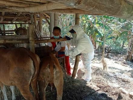 Vaksinasi PMK di Desa Jinengdalem